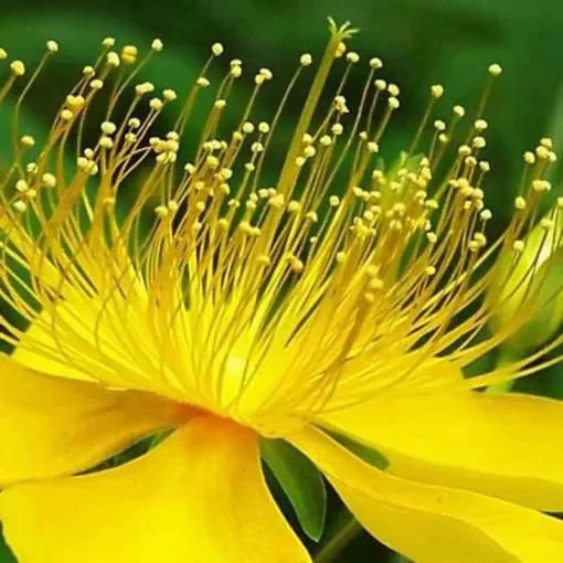 Organic St. John’s Wort Extract: 100g–1kg – Mood & Emotional Support - Image 2