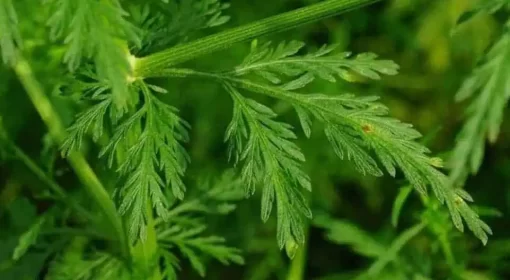 Organic Artemisia Annua Extract (Sweet Wormwood)