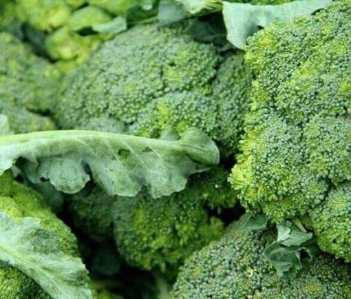 Organic Broccoli Sprout Extract Powder: 100g–1kg – Sulforaphane, Detox & Cellular Health - Image 2