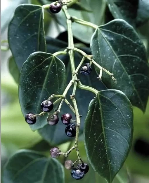 Organic Cissus Repens Extract: 100g-1kg – Joint Health & Mobility - Image 2