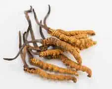 Organic Cordyceps Extract: 100g-1kg – Vitality & Athletic Performance - Image 3