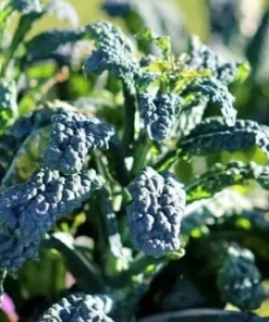 Dinosaur Kale is Rich in Ferulic Acid