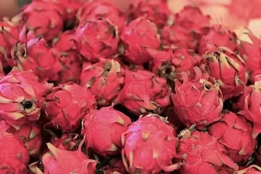 Organic Red Pitaya Juice Powder: 100g–1kg – Pink Dragon Fruit Superfood - Image 3