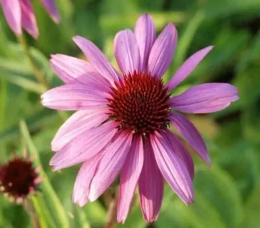 Organic Echinacea Extract: 100g–1kg – Immune & Seasonal Wellness Support - Image 2