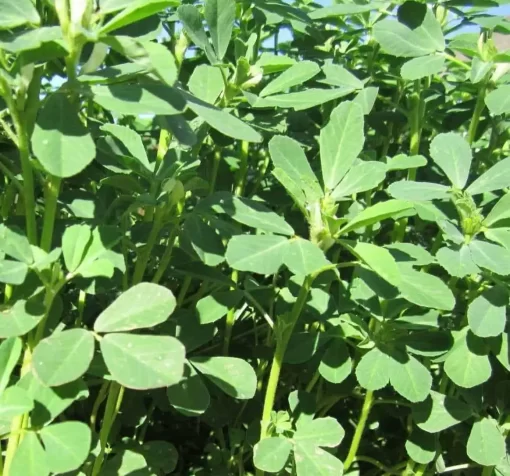Organic Fenugreek Seed Extract: 100g–1kg – Metabolic Support - Image 2
