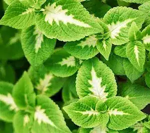 Forskohlii Root Extract Powder
