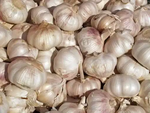 Premium Allicin 20%: 100g-1kg – Garlic Extract, Heart & Immune Support - Image 2