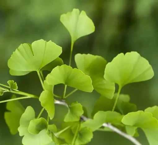 Organic Ginkgo Biloba Extract Powder: 100g–1kg – Memory & Circulation Support - Image 3
