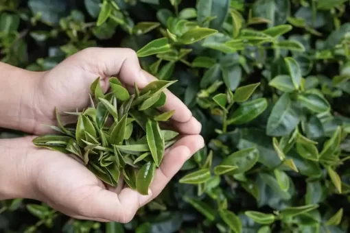 Organic Green Tea Extract: 100g–1kg – Antioxidant Polyphenols - Image 2