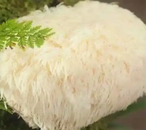 Organic Lion’s Mane Mushroom Extract: 100g-1kg – BDNF, Cognitive Support - Image 2