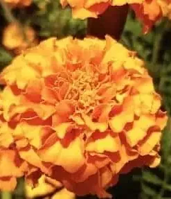 Orange marigold flower