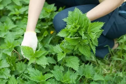 Organic Nettle Extract Powder: 100g-1kg – Joints, Prostate, Vitality - Image 2