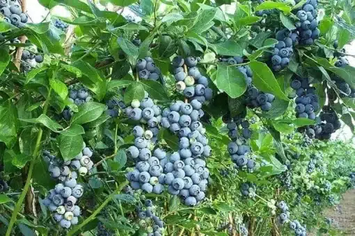 Organic Blueberry Juice Powder: 100g-1kg – Antioxidant, Heart Health - Image 3