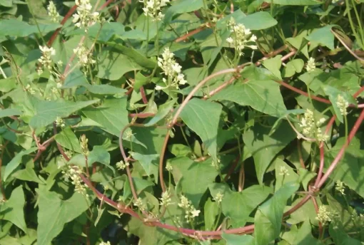 Organic Fo-Ti Plant