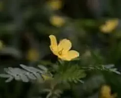 Organic Tribulus Terrestris Fruit