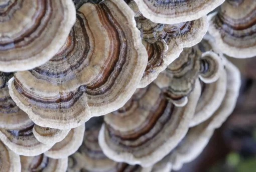Organic Turkey Tail Mushroom Extract: 100g–1kg – Immune & Digestive Support - Image 3