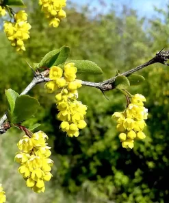 Premium Berberine HCL 98%