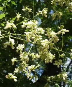 Quercetin