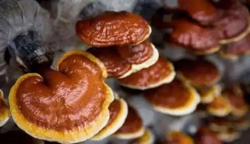 Organic Red Reishi Mushroom Powder: 100g–1kg – Ganoderma, Immunity - Image 2