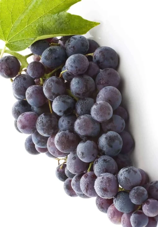 Organic Resveratrol 99%: 100g–1kg – Healthy Aging & Heart Support - Image 3