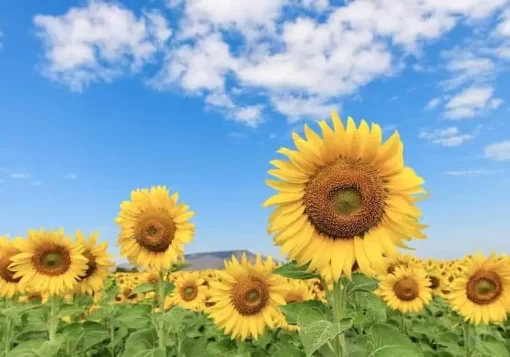 Organic Sunflower Lecithin Powder: 100g–1kg – Non-GMO, Brain & Liver Support - Image 2