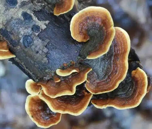 Organic Turkey Tail Mushroom Extract: 100g–1kg – Immune & Digestive Support - Image 2