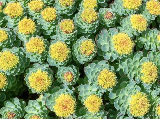 Organic Rhodiola Rosea Root Extract: 100g–1kg – Energy & Stress Support - Image 3
