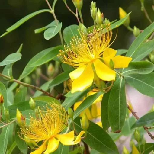 Organic St. John’s Wort Extract: 100g–1kg – Mood & Emotional Support - Image 3