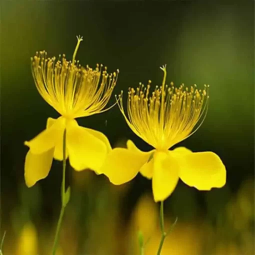 Organic St. John’s Wort Extract: 100g–1kg – Mood & Emotional Support - Image 4