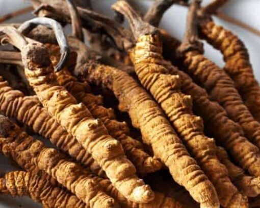 Organic Cordyceps Extract 500mg * 100 Capsules – Energy & Endurance Support - Image 5