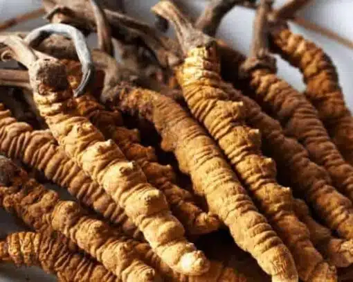 Organic Cordyceps Extract: 100g-1kg – Vitality & Athletic Performance - Image 2