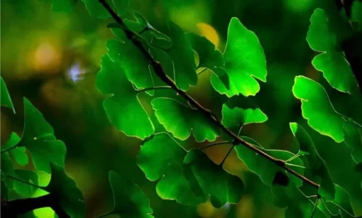 Organic Ginkgo Biloba Extract Powder: 100g–1kg – Memory & Circulation Support - Image 2