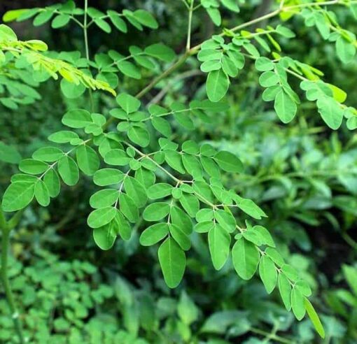 Organic Moringa Seed Extract: 100g–1kg – Nutrient-Rich & Wellness Support - Image 2